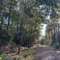 Hunting and Timberland Tract for sale in North Louisiana images 3