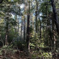 Hunting and Timberland Tract for sale in North Louisiana images 4