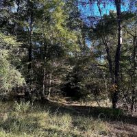 Hunting and Timberland Tract for sale in North Louisiana images 5