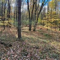 183 acres Hunting Land and Recreational Land with Timber in Cuba NY Wolf Creek Rd