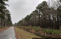 Deer Hunting, 8,493 acres Caddo Lake NWR in Harrison, TX images 2