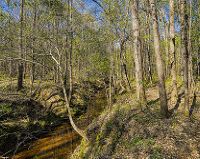 Deer Hunting, 8,493 acres Caddo Lake NWR in Harrison, TX images 3