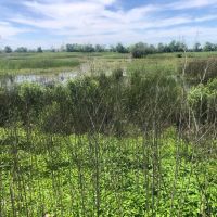 Willow Lakes