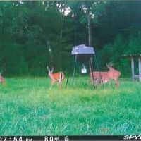Incredible 117.13 Acre Hunting Recreation Tract in SW MS