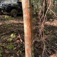Incredible 117.13 Acre Hunting Recreation Tract in SW MS images 5
