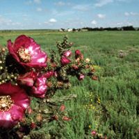 3,236 acres Grulla NWR Trukey Hunting Land in Roosevelt, TX images 5