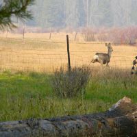 Phelan Creek Ranch images 2