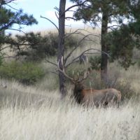 Yellowstone Wildlife Refuge images 2