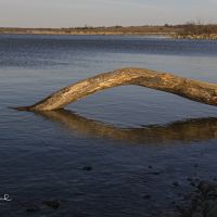 White Pelicans Hunting Hagerman NWR of 12,000 acres in Grayson, TX images 2
