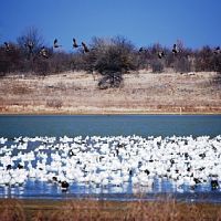White Pelicans Hunting Hagerman NWR of 12,000 acres in Grayson, TX images 6