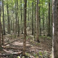 221 Acres in Carroll County MS images 2