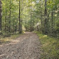 221 Acres in Carroll County MS images 3