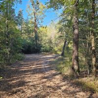 221 Acres in Carroll County MS images 4