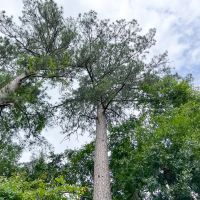 52 Acres FM 2937 C-4 Silsbee Stake images 2