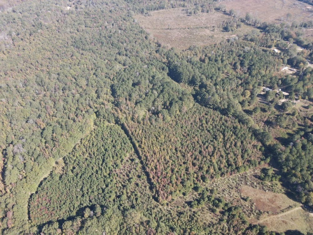 20 Acres in Leake County MS featured image