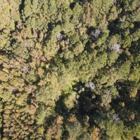 20 Acres in Leake County MS images 2