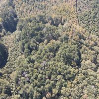 20 Acres in Leake County MS images 4