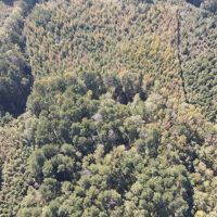 20 Acres in Leake County MS images 5