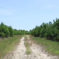 Watson Road - Sumter Tract images 3