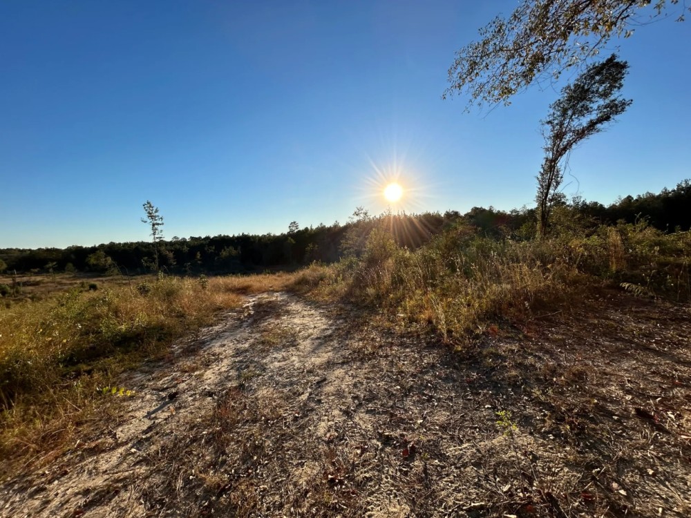 36.47 Acres Wayne in County MS featured image