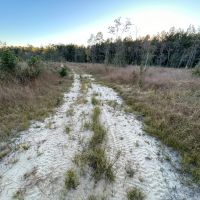 36.47 Acres Wayne in County MS images 3
