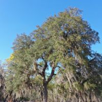 Madison Forest images 3