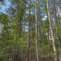 97 - Acres in Franklin Co. AL With Option to Subdivide images 2