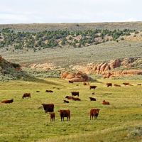 K Ranch images 4