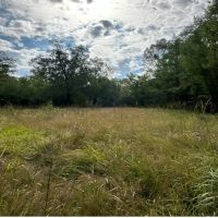256 Acres in Caldwell Parish in Grayson LA images 4