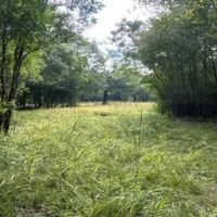 256 Acres in Caldwell Parish in Grayson LA images 5