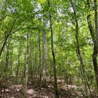 38 Acres in Kemper County MS images 3