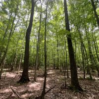 38 Acres in Kemper County MS images 5