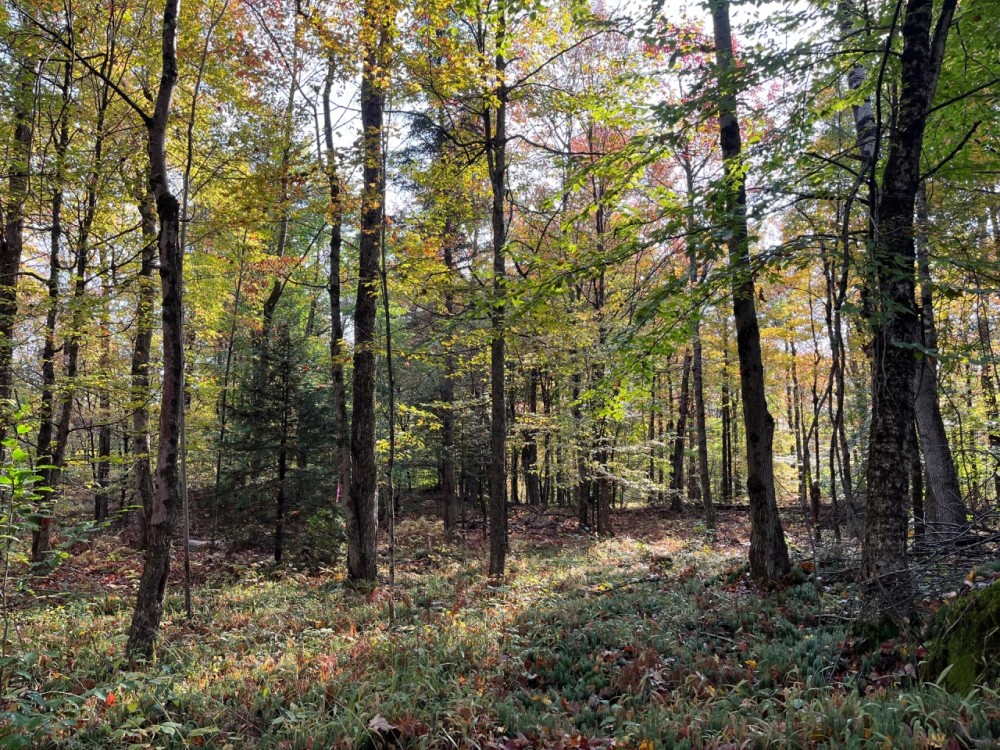 6 acres Recreational 4 Season Land Colton NY featured image