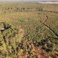 90 - Acres of Recreational Land For Sale in Duplin County NC images 4