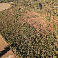 90 - Acres of Recreational Land For Sale in Duplin County NC images 5