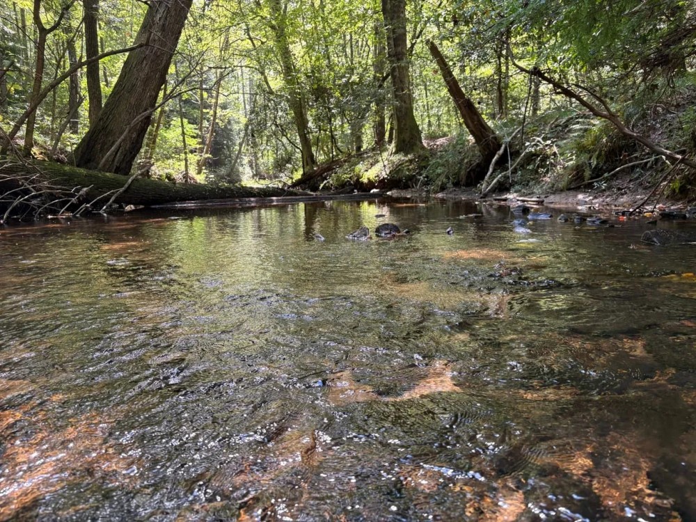 41 - Acres in Franklin Co. AL featured image