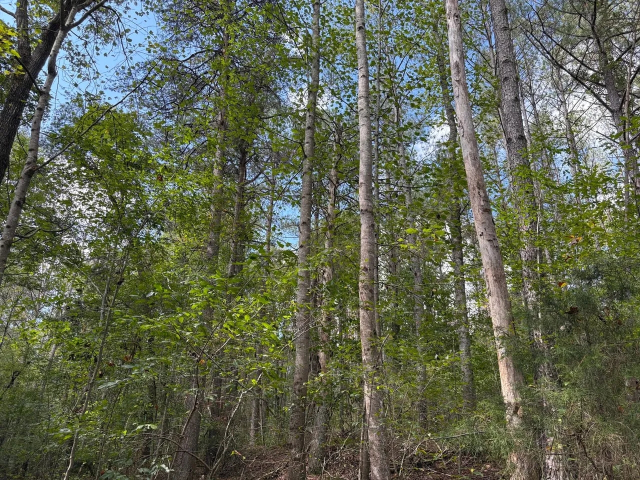 41 Acres in Franklin Co. AL Hunting Land for Sale HuntingLocator