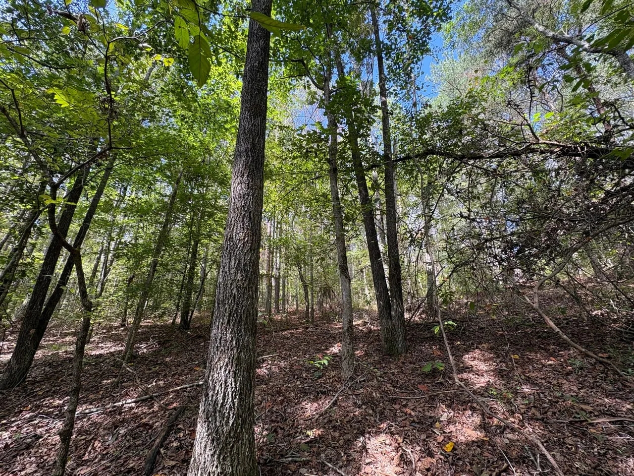 41 Acres in Franklin Co. AL Hunting Land for Sale HuntingLocator