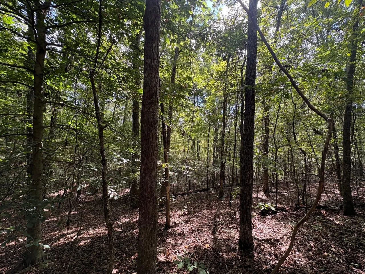 41 Acres in Franklin Co. AL Hunting Land for Sale HuntingLocator