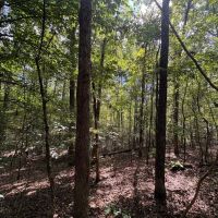 41 - Acres in Franklin Co. AL images 5
