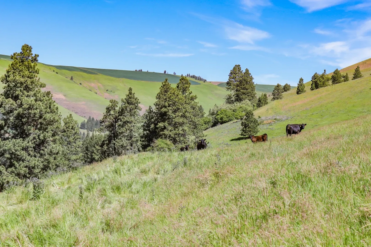 Dayton Ranch Hunting Land for Sale