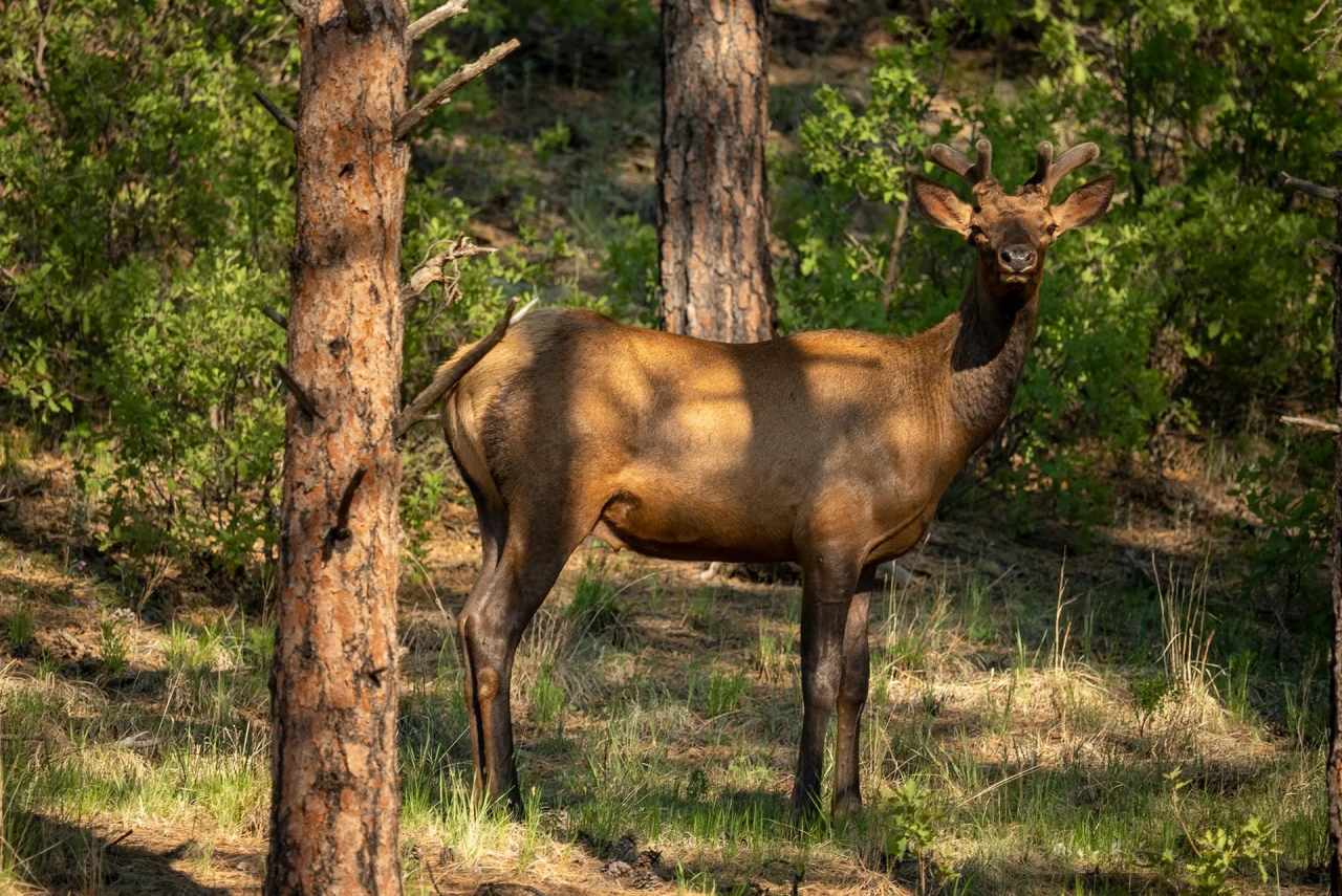 Dawson Elk Valley Ranch Hunting Land for Sale