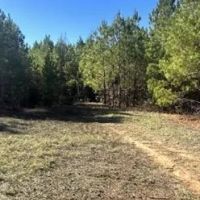 80 Acres in Newton County in Hickory MS images 3