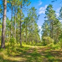 Crisp Pond Property images 3