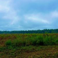 Vancleave MS 27 - Acres for sale images 3