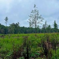 Vancleave MS 27 - Acres for sale images 5