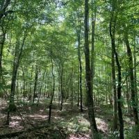 White Springs Tract images 5