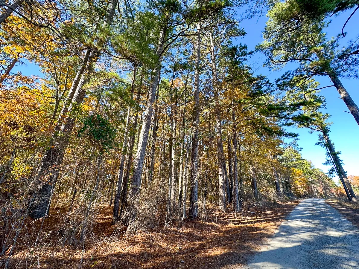 113 Acres Hwy 37 T6 Kiskadee Hunting Land for Sale HuntingLocator