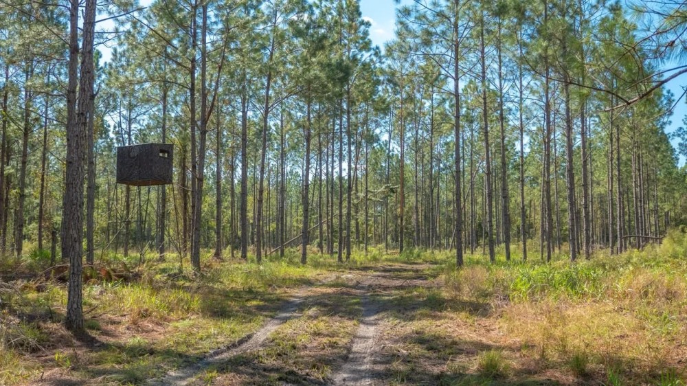 Alachua County 102 Acres featured image