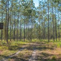 Alachua County 102 Acres